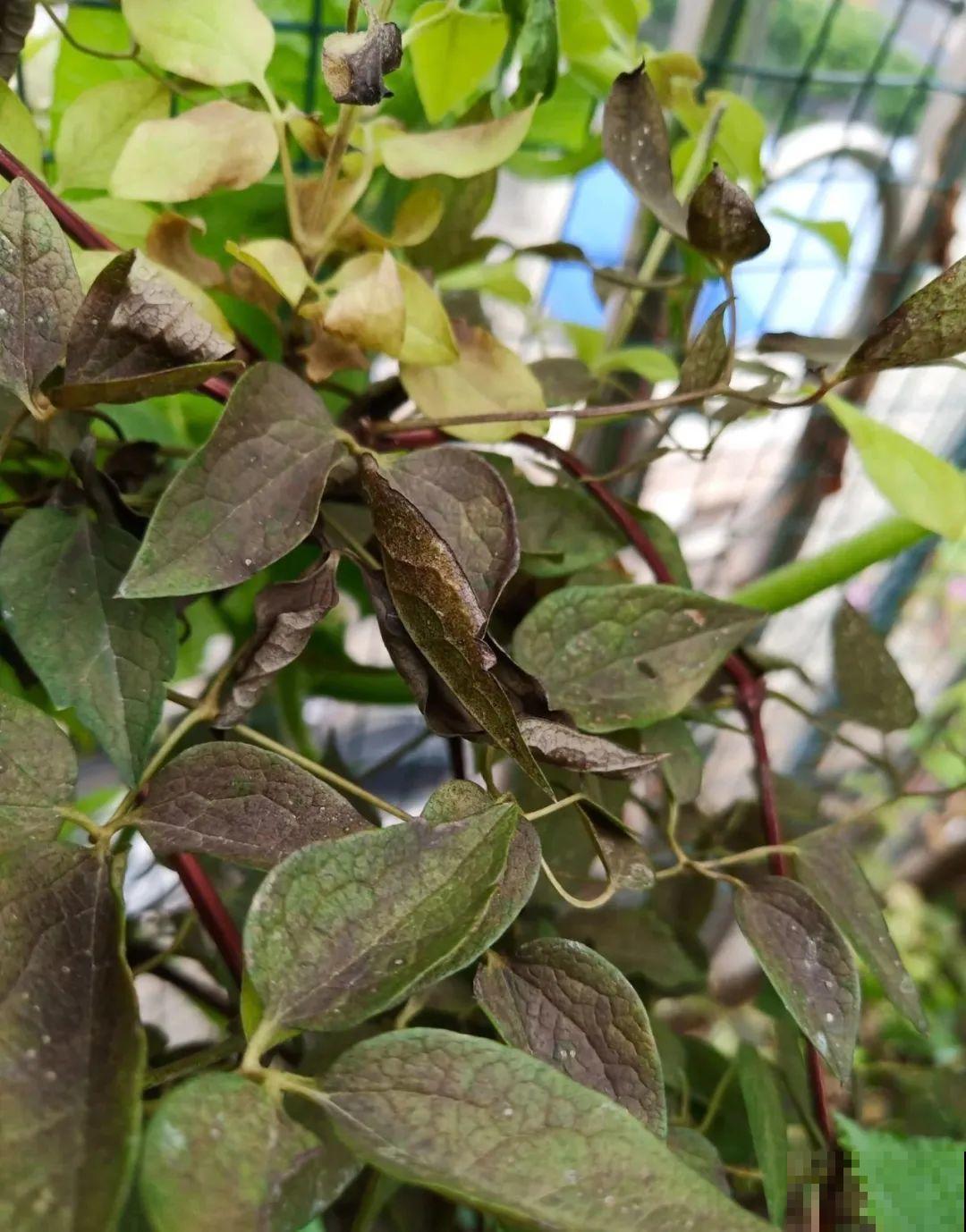 夏天花卉叶子哗哗掉,赶紧遮阴,不然掉成光杆司令 夏天花卉叶子哗哗掉,赶紧遮阴,不然掉成光杆司令