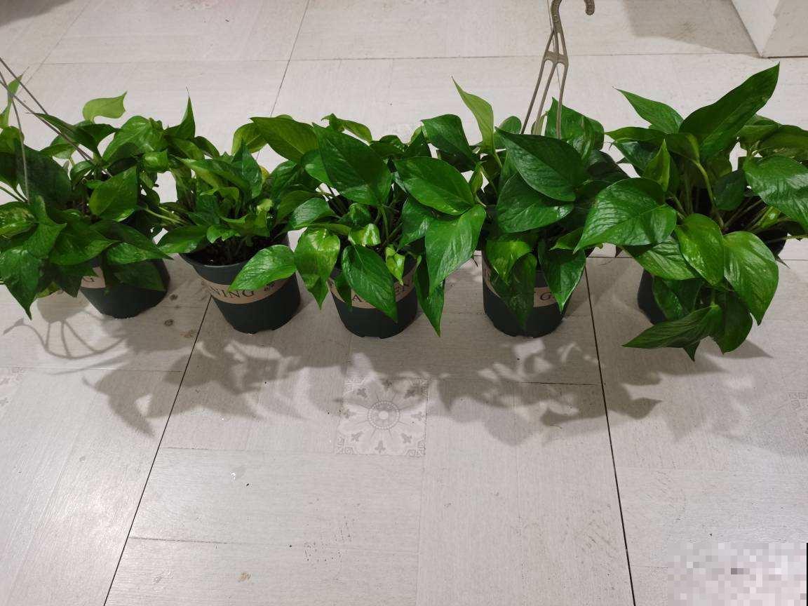 夏天养花温度高，选盆绿萝来帮忙，不管就能长很好！