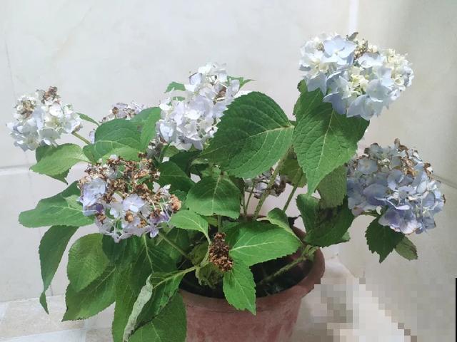 花出现黄叶打蔫，千万别扔，还能救回来！