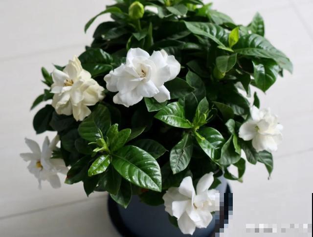 花出现黄叶打蔫，千万别扔，还能救回来！