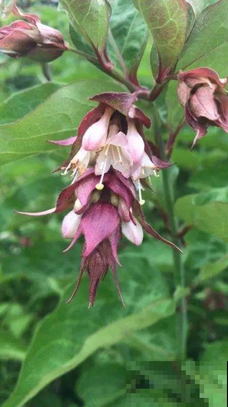 听起来吓人的花,超有特点,你敢养吗 听起来吓人的花,超有特点,你敢养吗