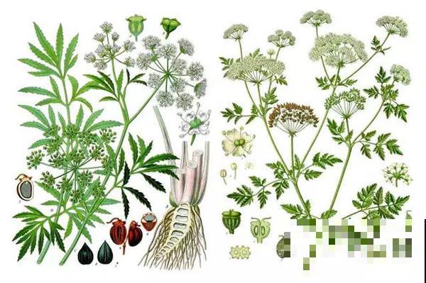 野外有哪些危险的植物？5种有毒植物，一定要避开！