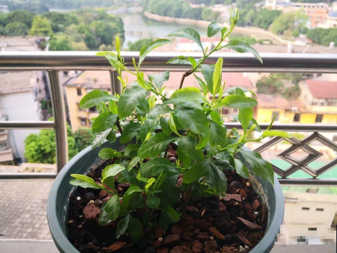 绣球马上剪，下个月就晚了，错过明年不开花