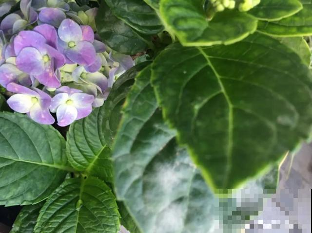 夏天花会休眠,别施肥,否则都毒死了 夏天花会休眠,别施肥,否则都毒死了