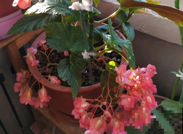耐阴怕晒的花，一晒叶子就发黄干裂，放阴凉地养得好！