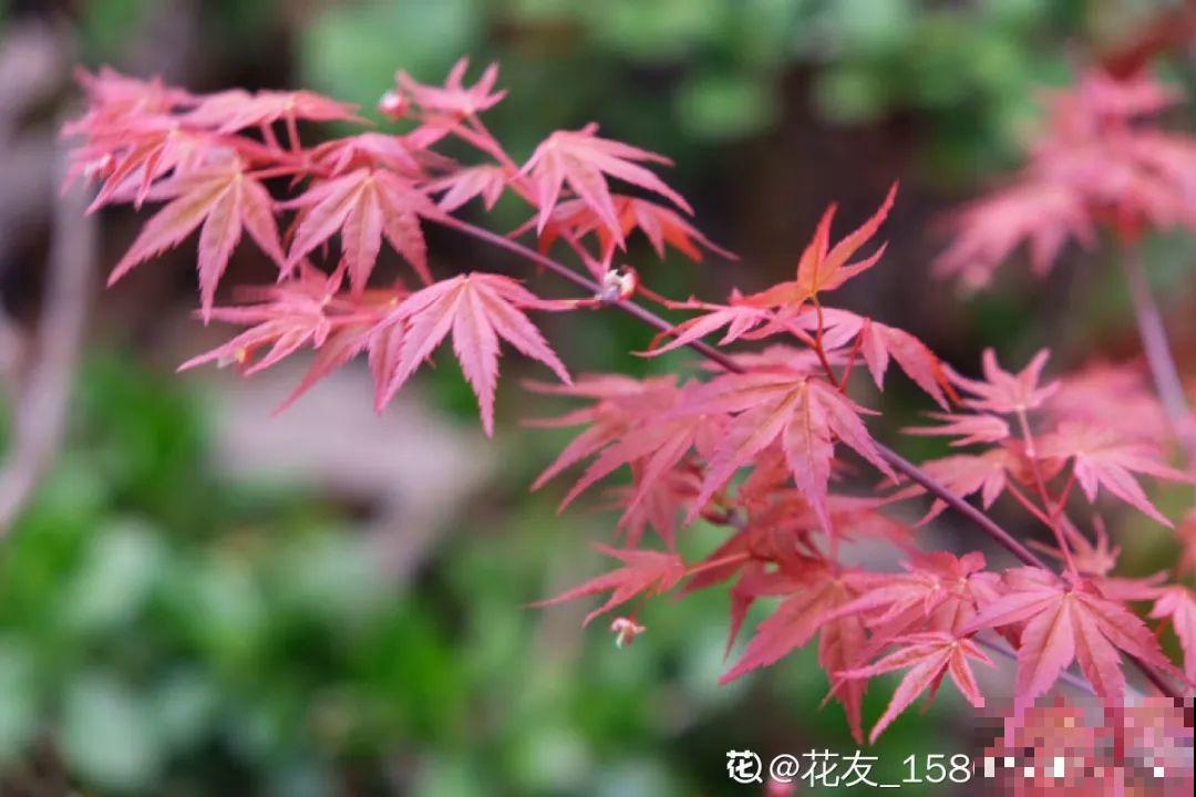 10种花，有气质、特清新，最适合房间里养！