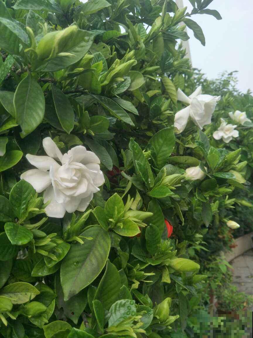 栀子花买回家就黄叶，原来是选苗出问题，4个方法选到壮花苗