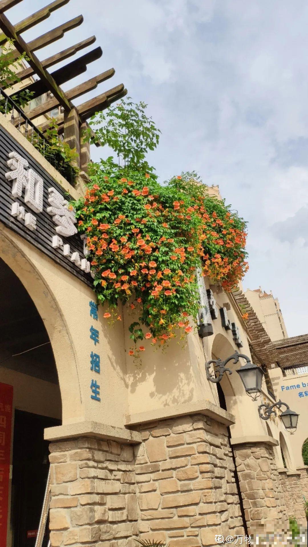 家里养这20种花,呼呼开花,花多得看不见叶 家里养这20种花,呼呼开花,花多得看不见叶