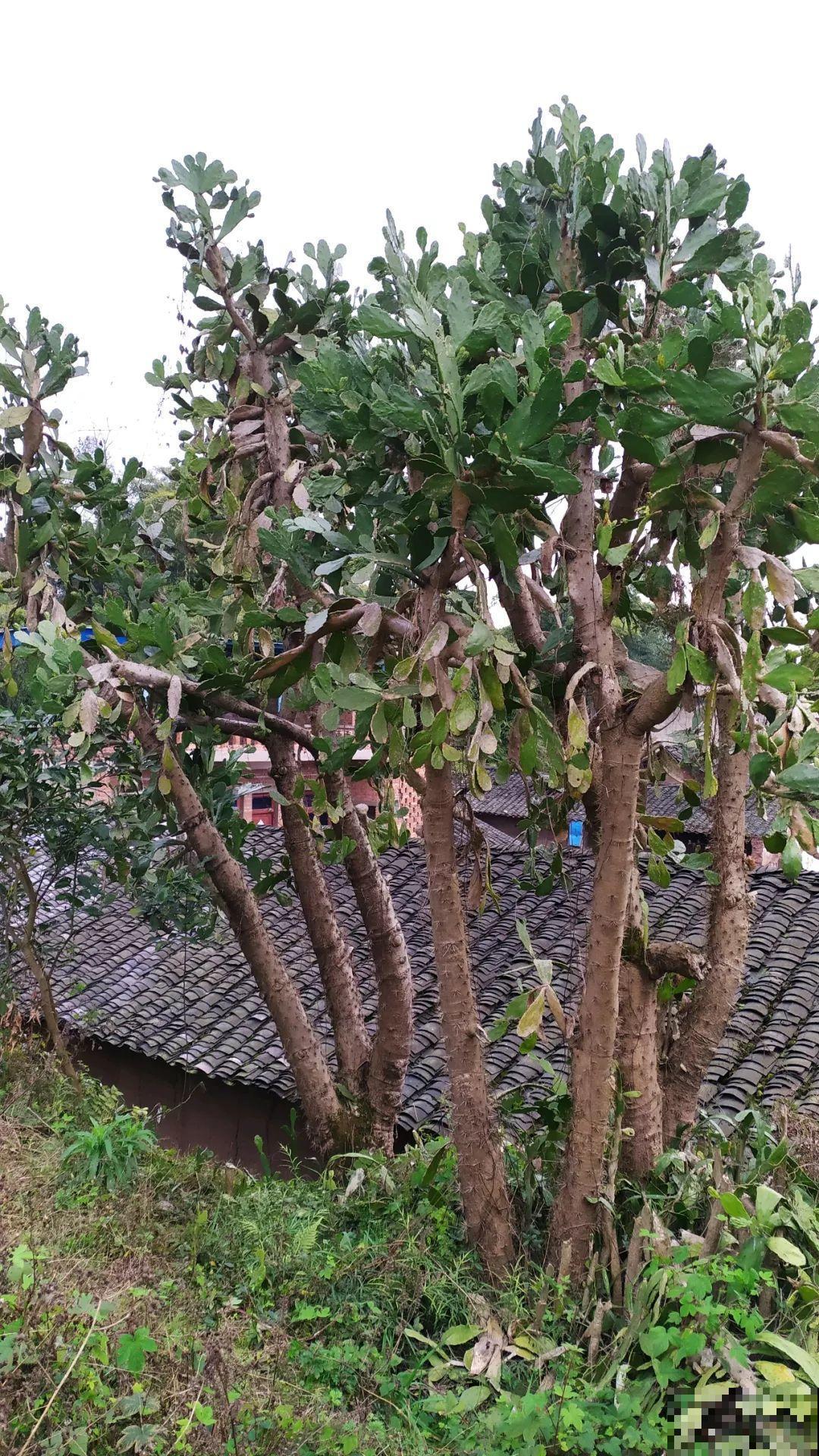 花也能成精，养成巨无霸，一次开花50朵，比小孩还高！
