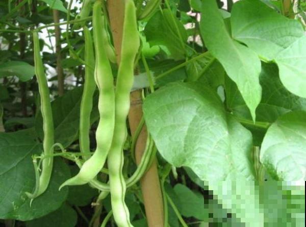 豆角又叫绿豇豆，现在养一棵能吃一年，几根就炒一盘好菜！