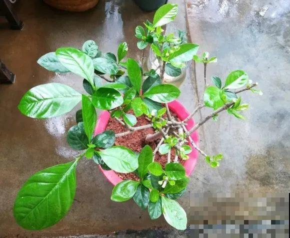 绣球马上剪，下个月就晚了，错过明年不开花