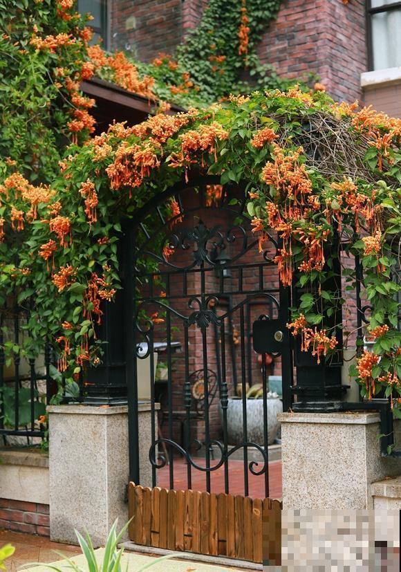 6种“红色”花,一开一大片,疯长起来拦不住! 6种“红色”花,一开一大片,疯长起来拦不住!