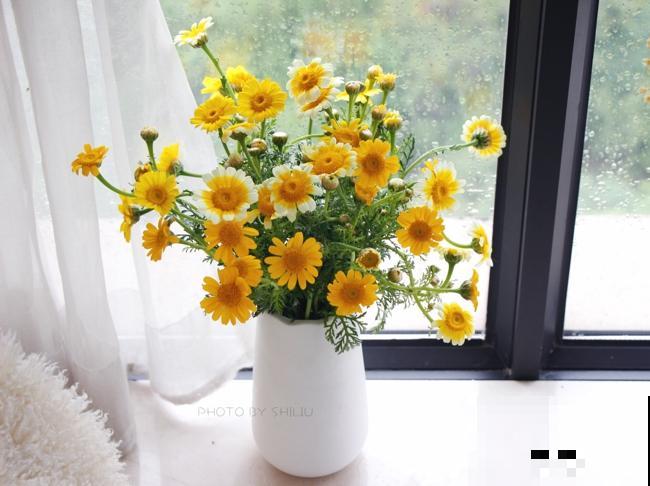 还买什么玛格丽特,种一把茼蒿菜,开花一模一样! 还买什么玛格丽特,种一把茼蒿菜,开花一模一样!