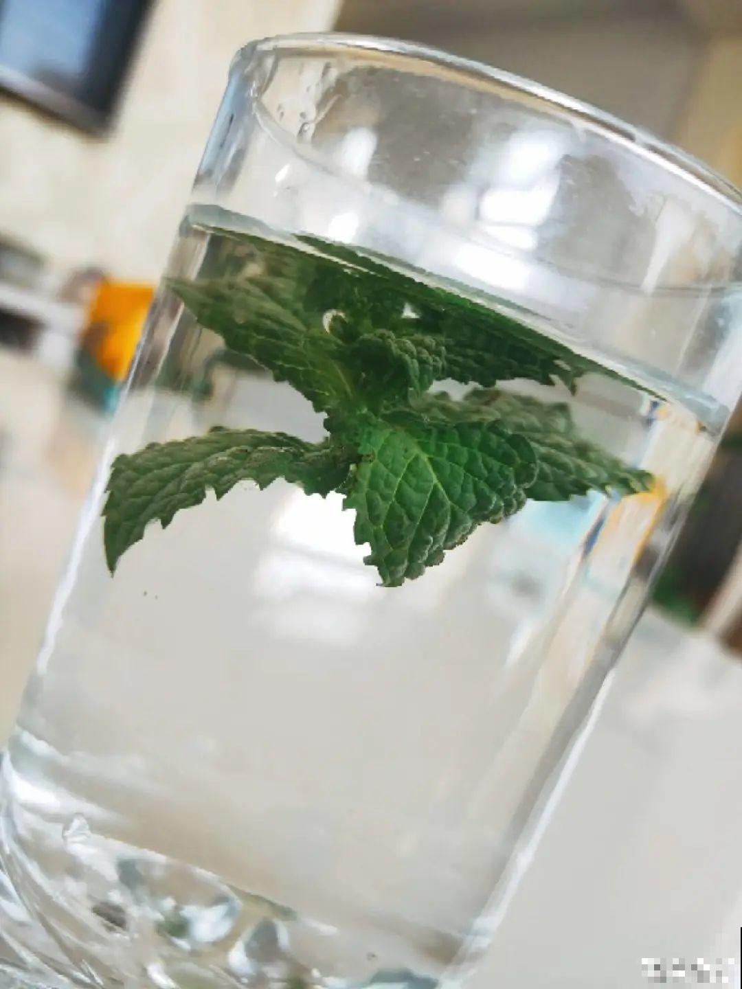 8种花夏天必须养,掐一把炒菜特别香,清热去火不中暑! 8种花夏天必须养,掐一把炒菜特别香,清热去火不中暑!