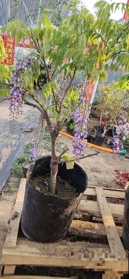 紫藤开花宛如紫色瀑布，阳台种一盆，垂下花海惹邻居嫉妒！