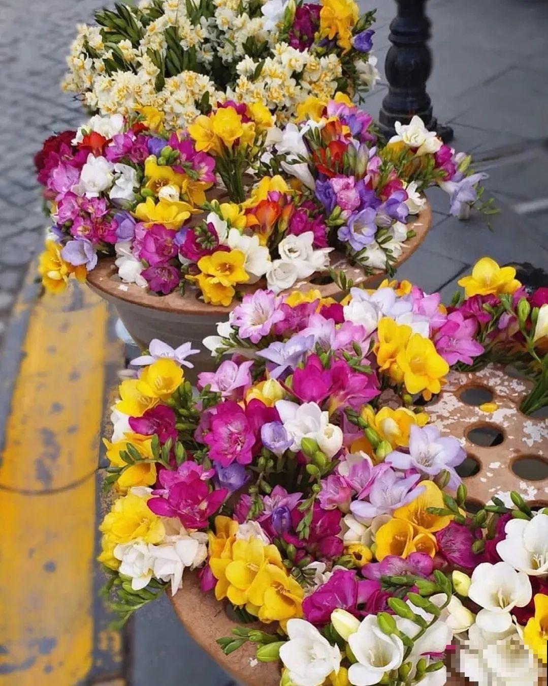 没开花之前像野草,开花之后美翻天,满屋子都是香味 没开花之前像野草,开花之后美翻天,满屋子都是香味