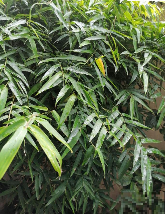 16个植物冷知识，第一次听说，太神奇了！