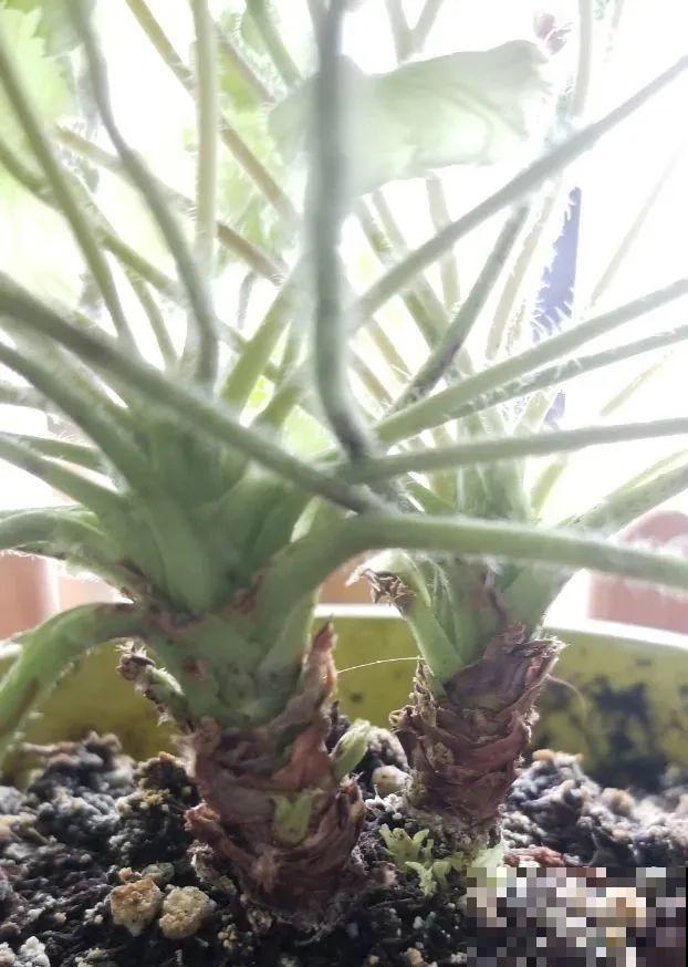 虎皮兰,红掌,吊兰养成老桩,变成大树,真壮观! 虎皮兰,红掌,吊兰养成老桩,变成大树,真壮观!