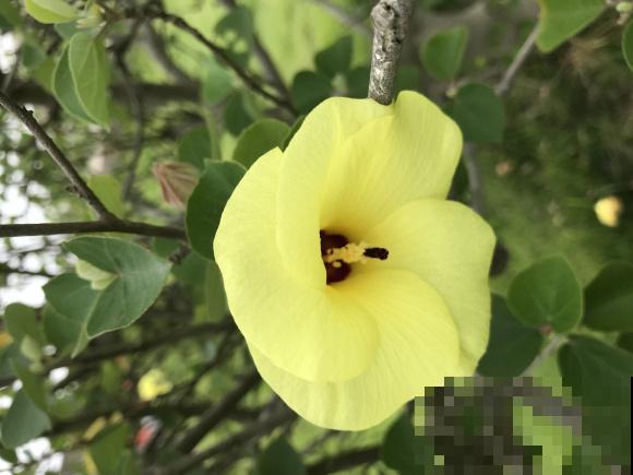 路边的木槿花开了,老人摘了一大筐,上锅蒸比肉还香! 路边的木槿花开了,老人摘了一大筐,上锅蒸比肉还香!