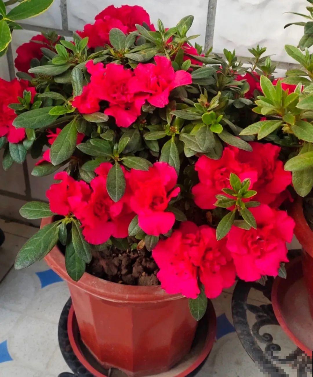8种花，5月要赶紧修剪，剪完了还能窜新芽