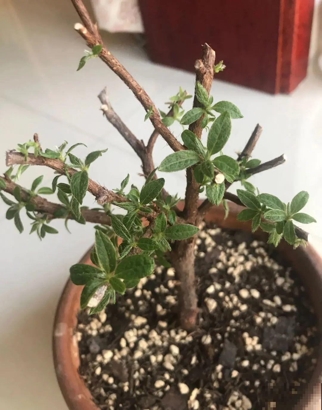 夏天花卉叶子哗哗掉,赶紧遮阴,不然掉成光杆司令 夏天花卉叶子哗哗掉,赶紧遮阴,不然掉成光杆司令