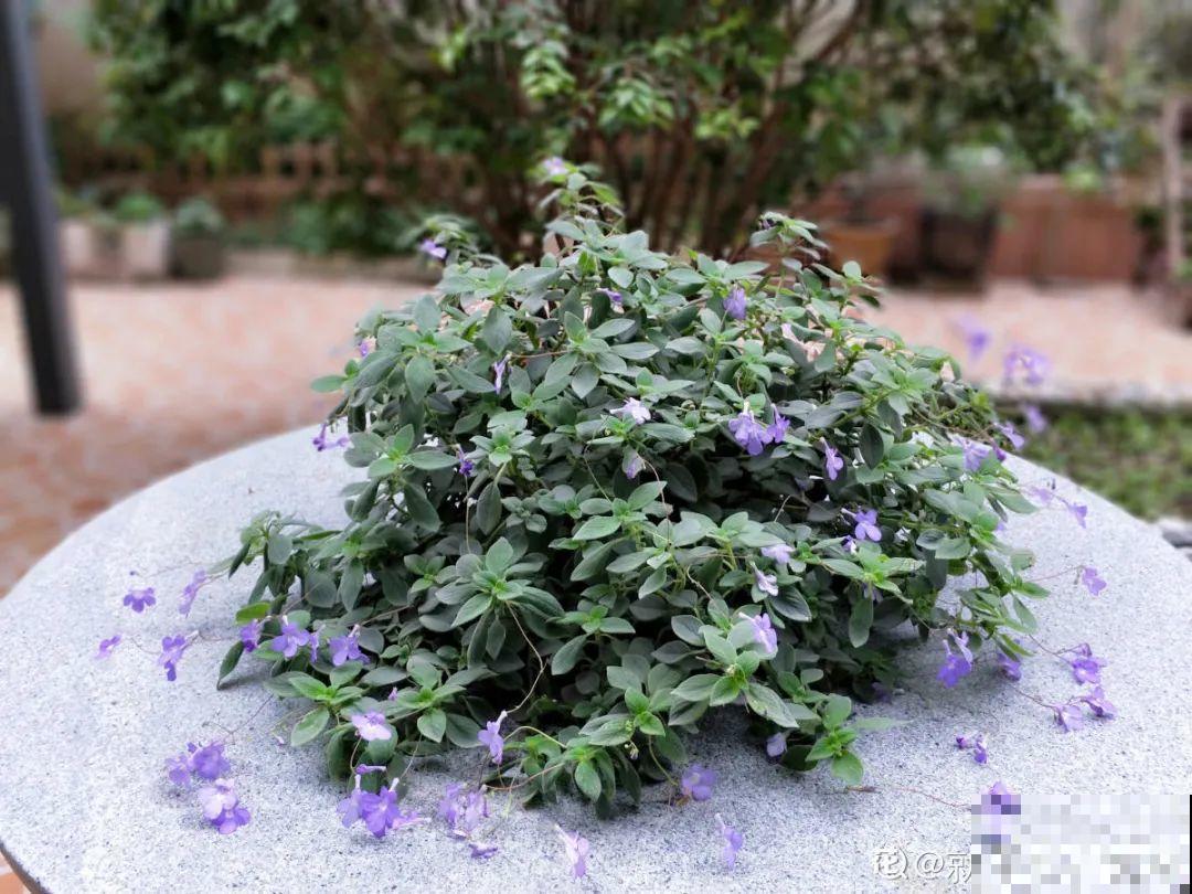 30种耐阴花，室内光照不佳，也能全年开花！