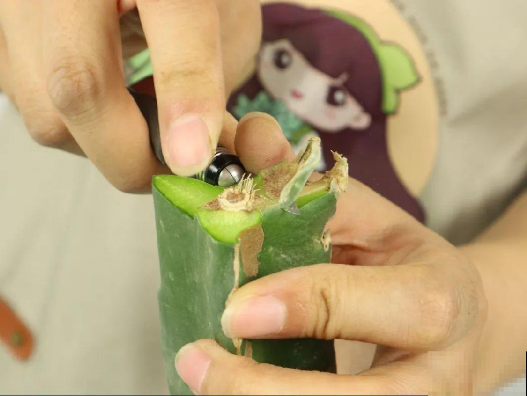 火龙果的叶子长得眼熟，仔细一看竟是蟹爪兰，还能接出甜果子！