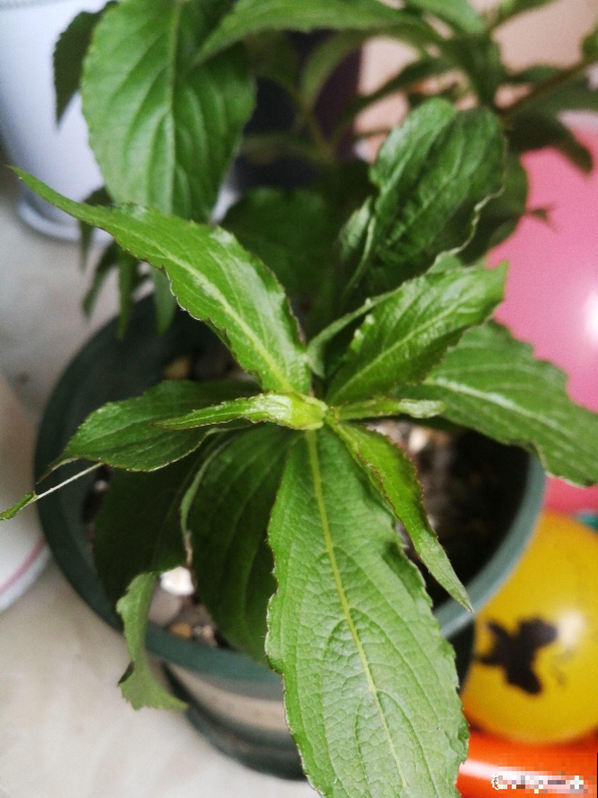 网购花卉是个技术活，擦亮眼睛别贪小便宜，少买点假货吧！