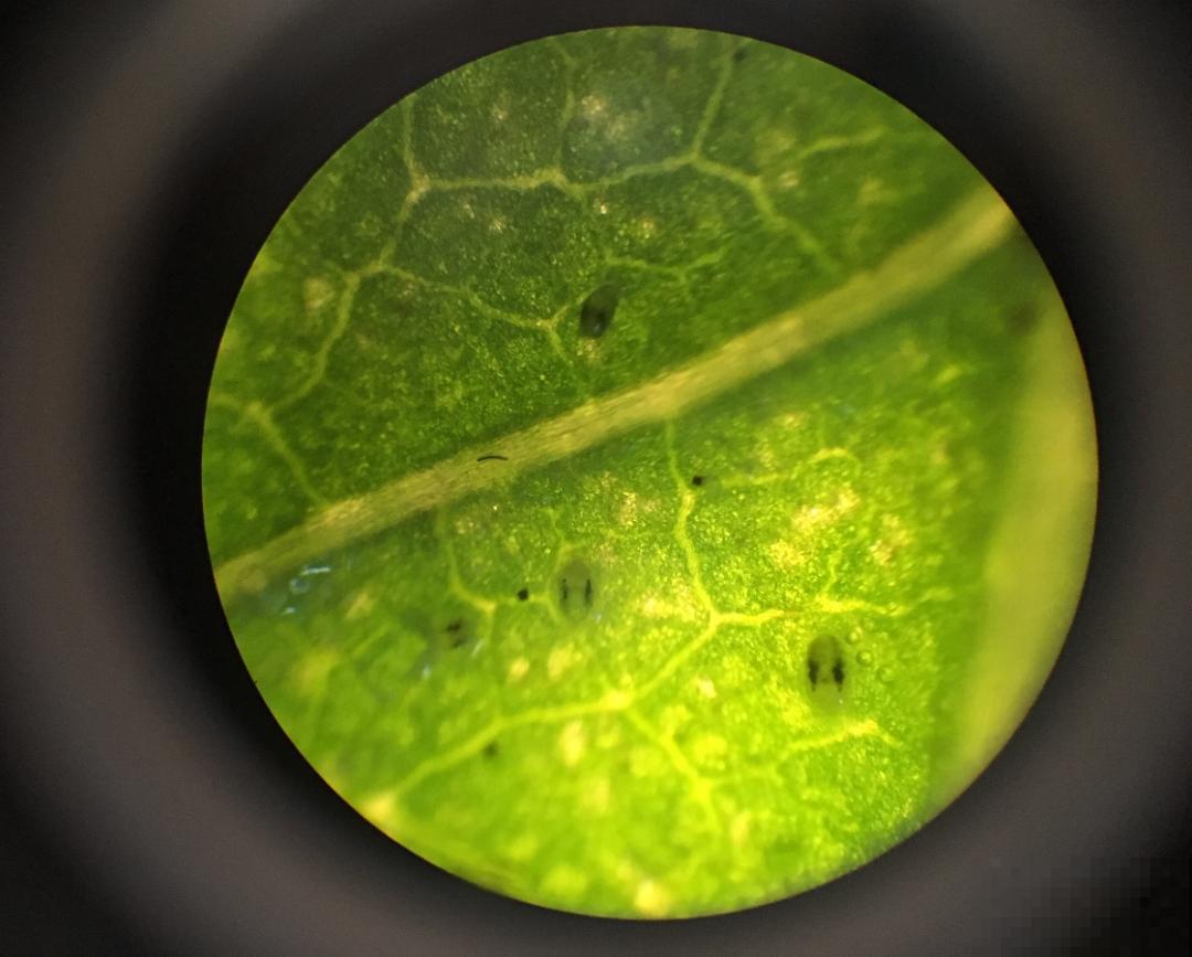 自制杀菌水、杀虫水，3天给花喷一次，虫病全扫光！