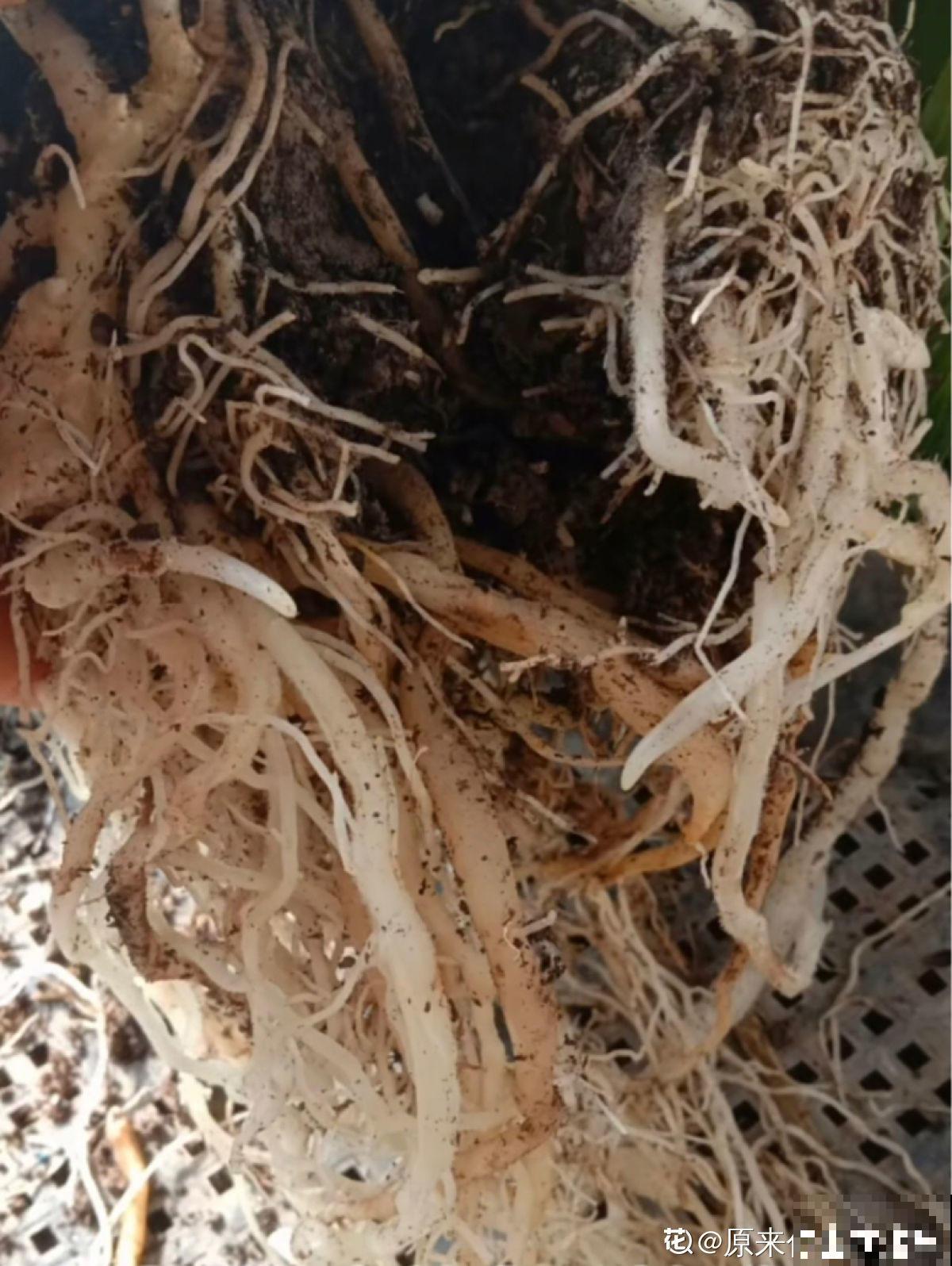 这花是阳台新宠，开花很像杜鹃，却比杜鹃好养10倍！