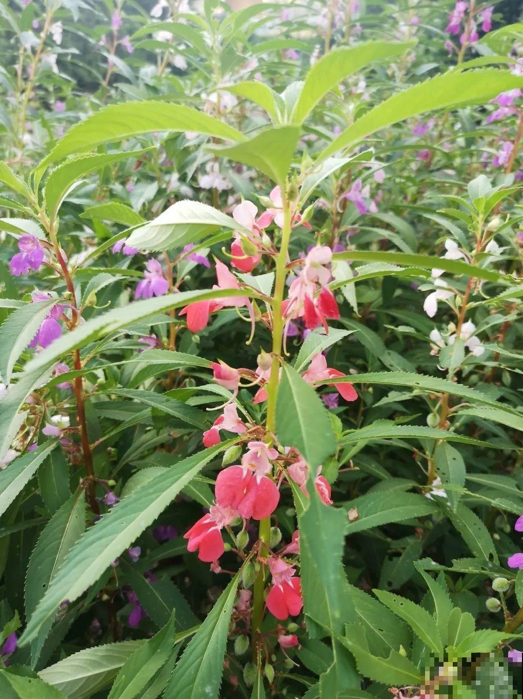 我想回农村,院子里养花、种菜,过清闲日子 我想回农村,院子里养花、种菜,过清闲日子