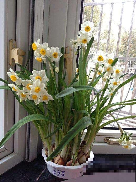 5种植物花粉有毒，不要摘下来闻，对身体不好！