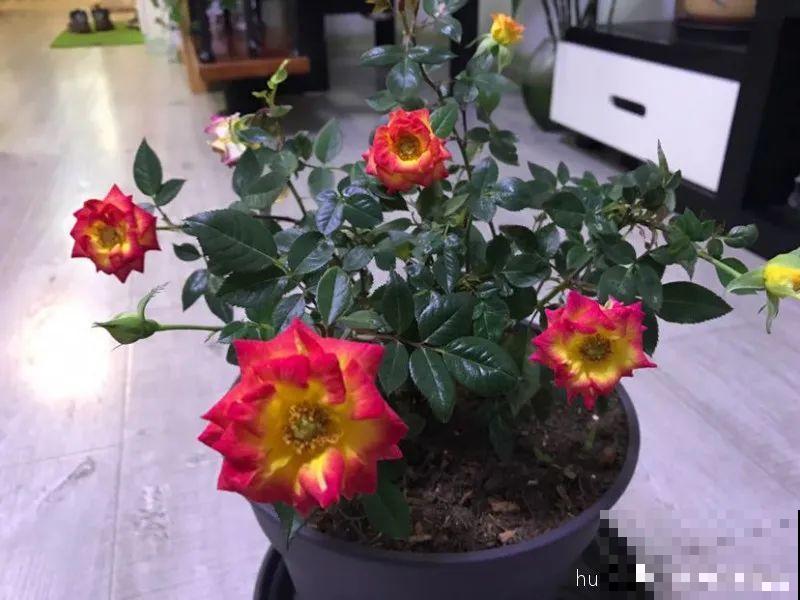 12种花，适合夹缝里养，不占地儿、开花最多！