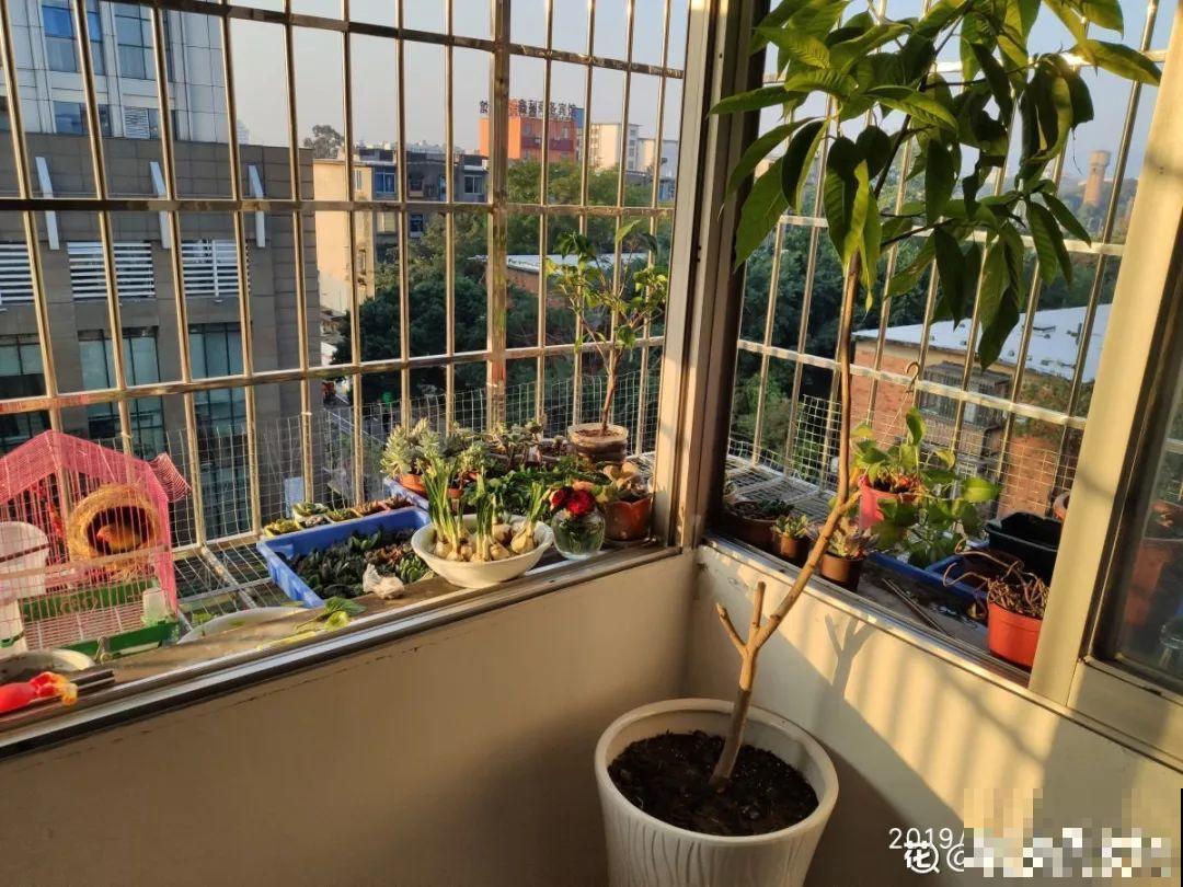 家里的角落也能养花，这4种最合适，清清凉凉过夏天