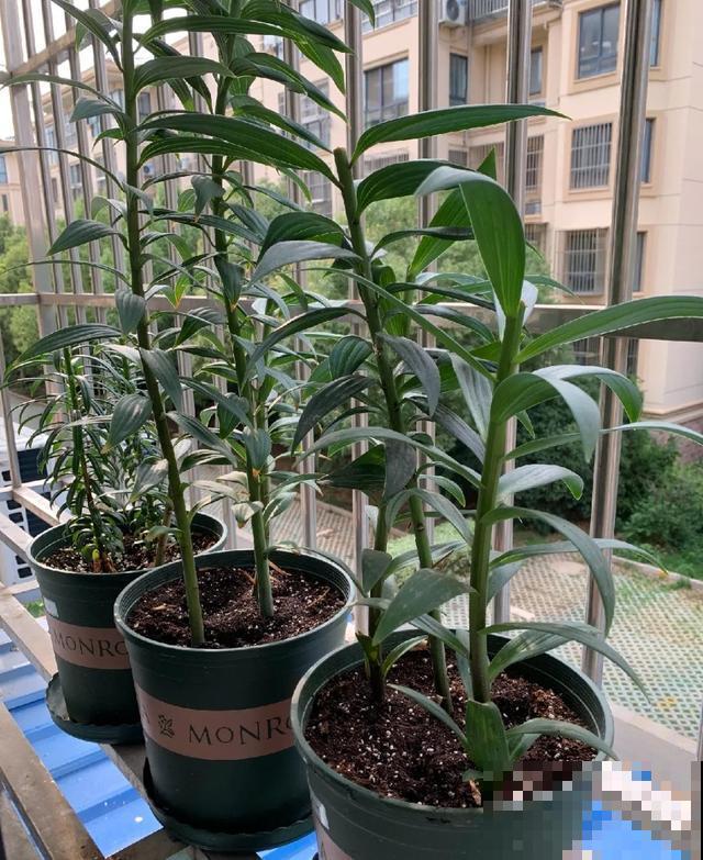 10种花，落片叶子就生根，盆里长满小崽！