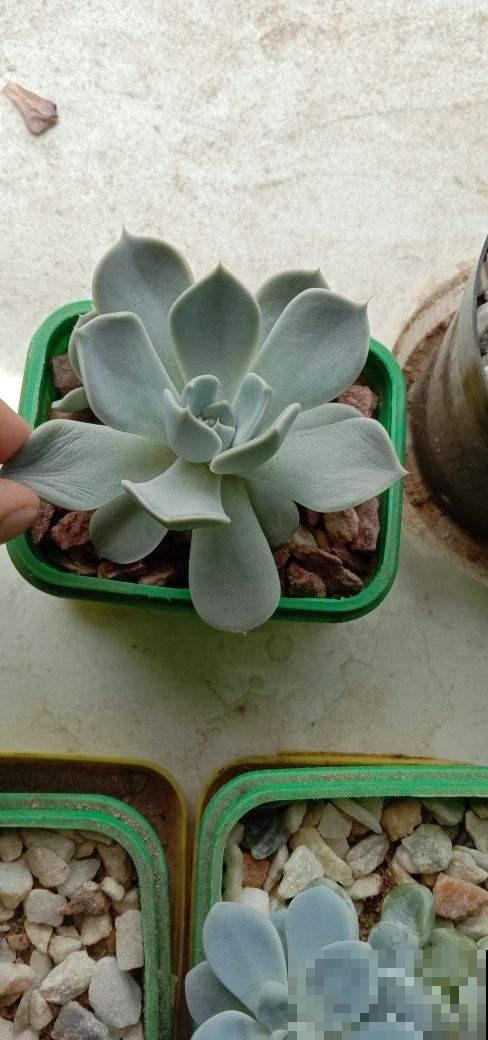 4种花想要度夏，给它剃个平头，来年呼呼长爆盆
