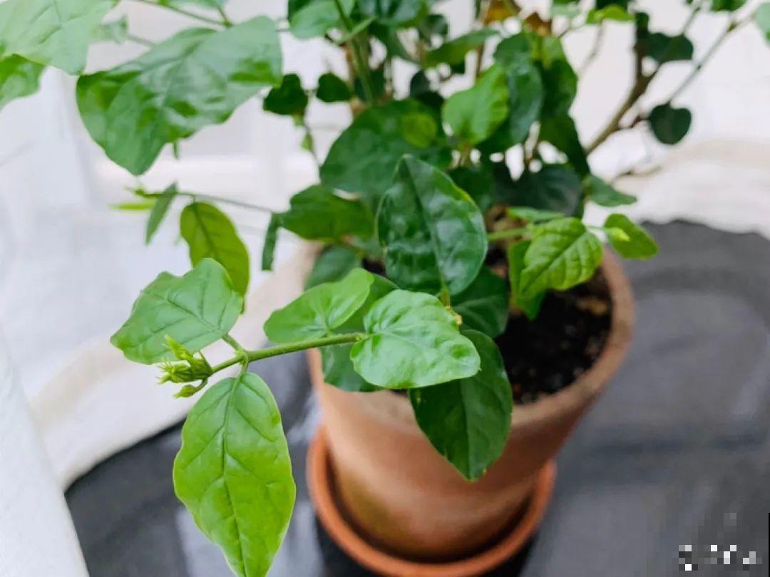 修剪时间到了，有这花赶紧剪，剪完很快又开花！