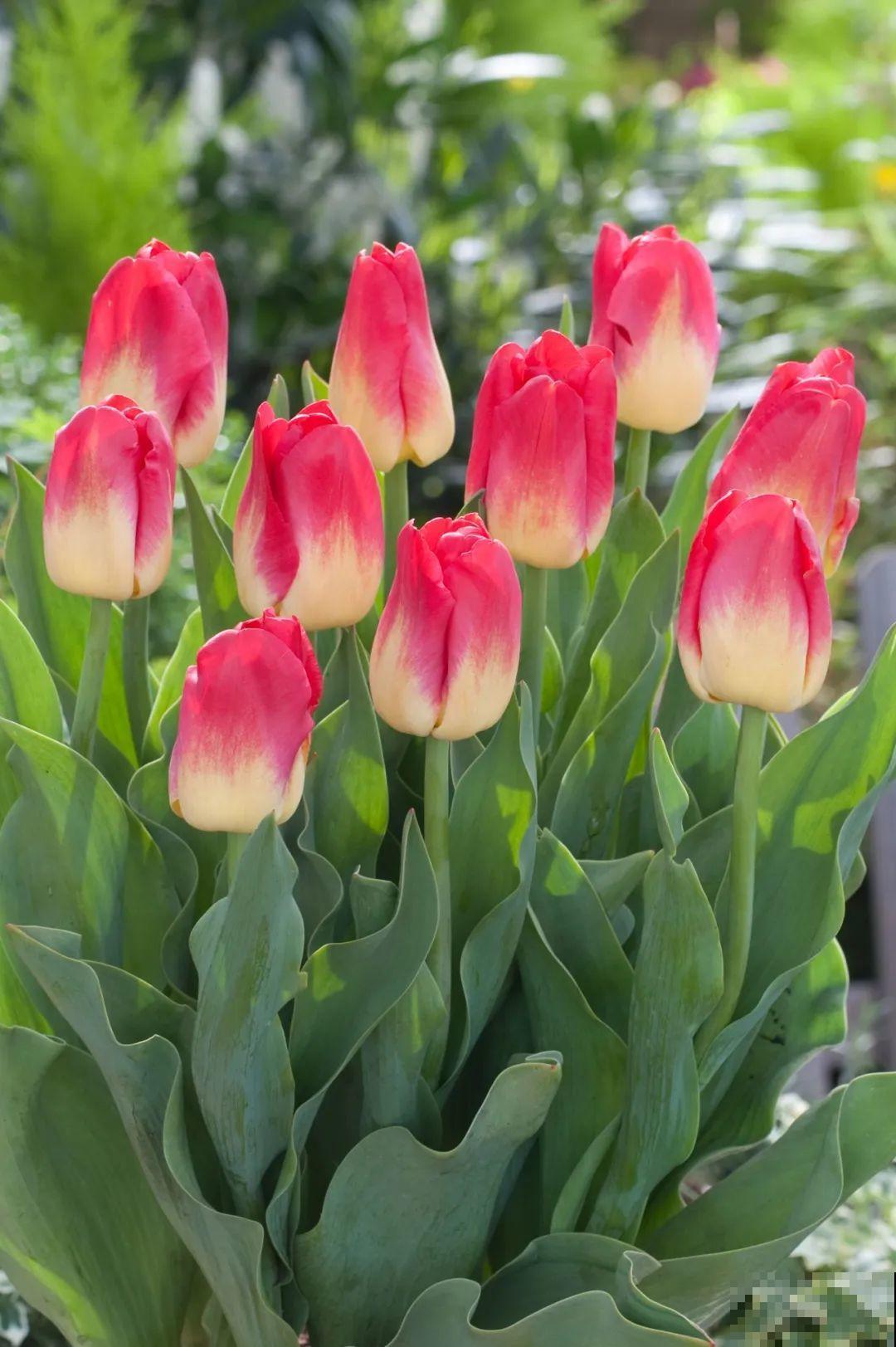 白胖的“大蒜”埋土里,1个月就开花,香味清新淡雅有格调! 白胖的“大蒜”埋土里,1个月就开花,香味清新淡雅有格调!