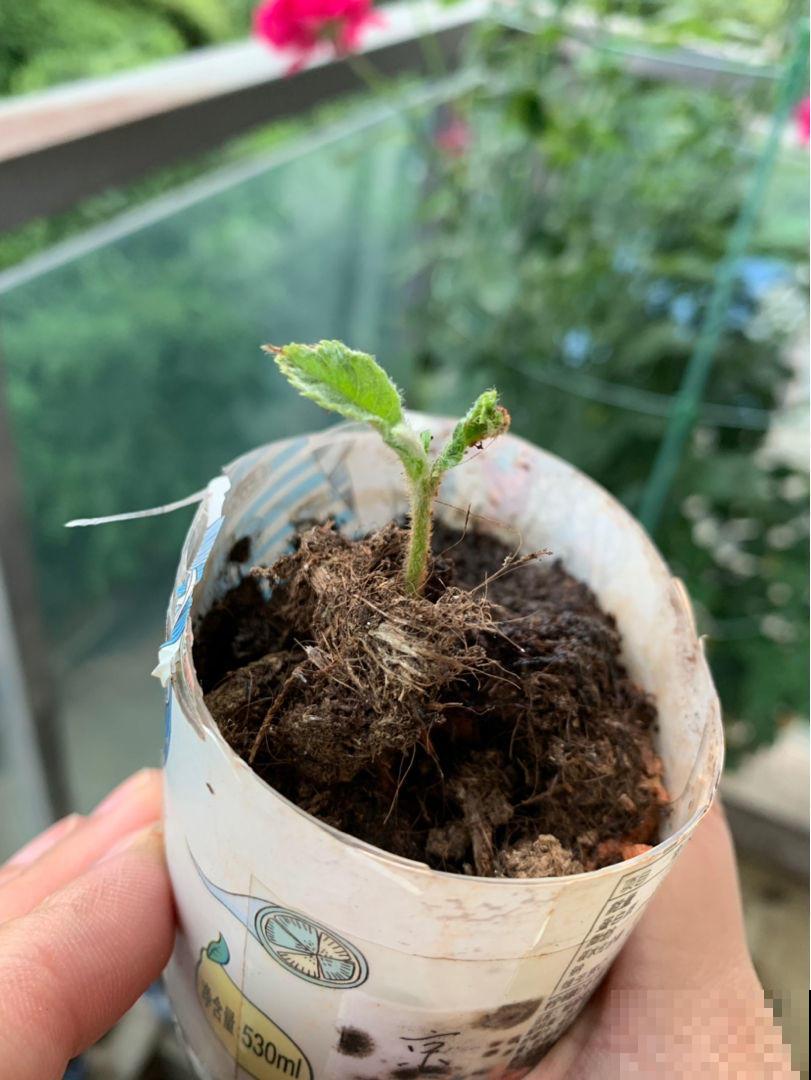 枇杷好吃又养生,里面的核埋土里,几天就发芽成苗! 枇杷好吃又养生,里面的核埋土里,几天就发芽成苗!