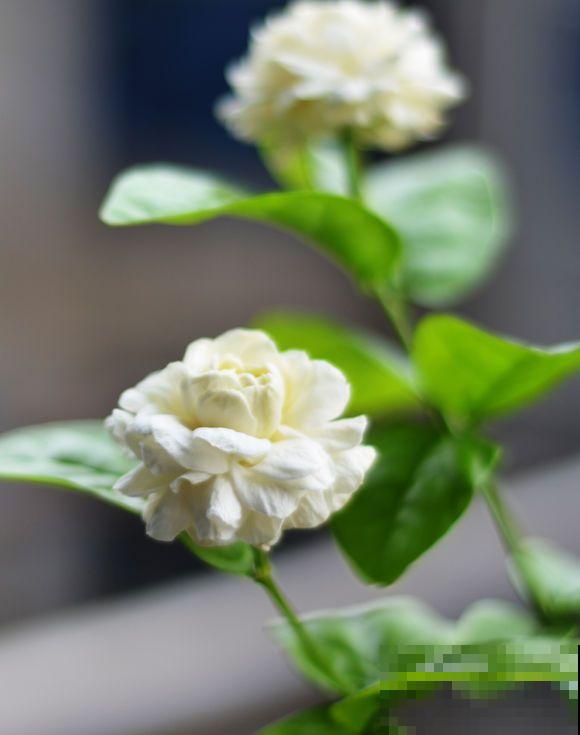 清香好闻的茉莉花,原来有这么多品种,长见识了! 清香好闻的茉莉花,原来有这么多品种,长见识了!