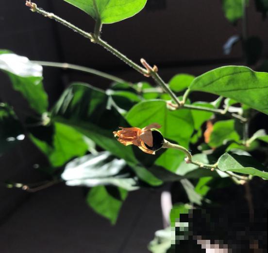 养了十年的茉莉结满种子,花友惊喜交加,赶紧播种出十几棵! 养了十年的茉莉结满种子,花友惊喜交加,赶紧播种出十几棵!