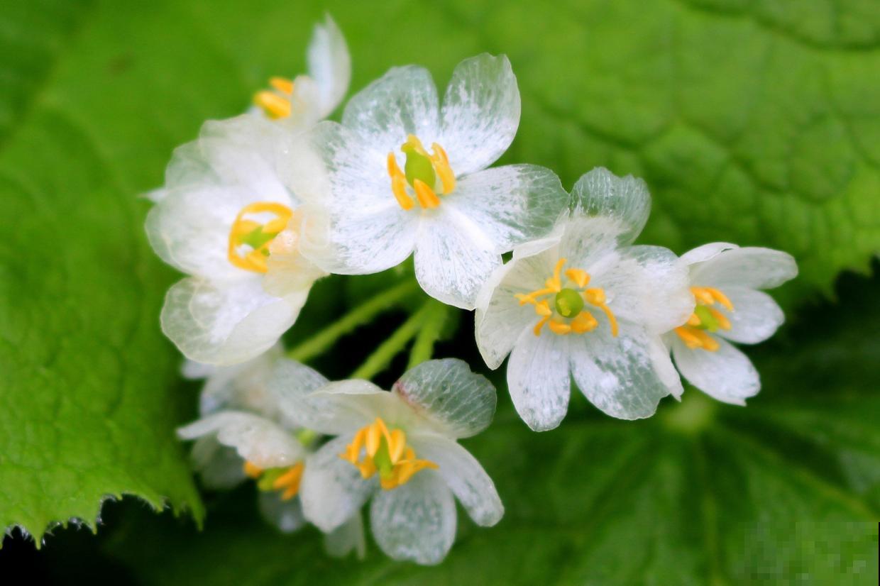 这些花实在太神奇了,一淋雨就变“脸”,透明花瓣像水晶! 这些花实在太神奇了,一淋雨就变“脸”,透明花瓣像水晶!