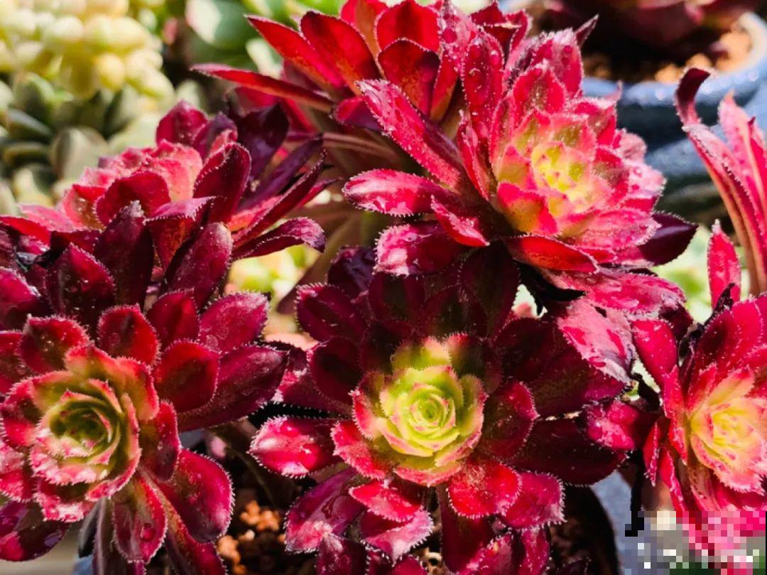 家里养这20种花,呼呼开花,花多得看不见叶 家里养这20种花,呼呼开花,花多得看不见叶