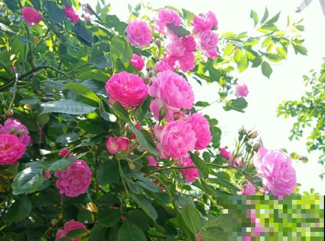 养花走火入魔，是种怎样的体验？