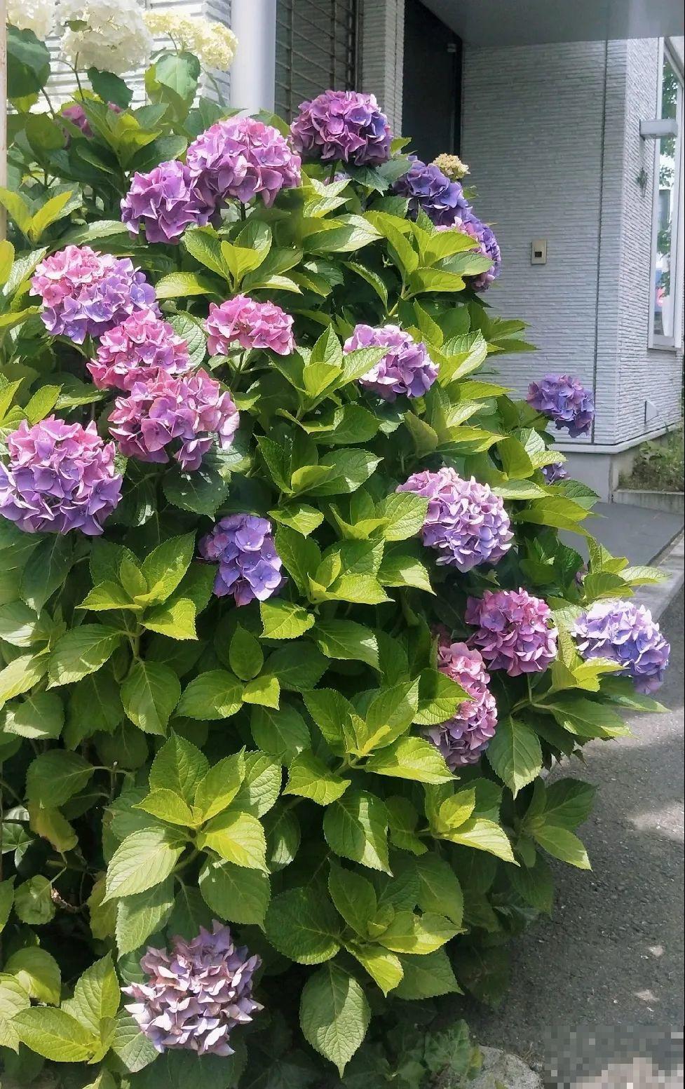 门口养棵大花树,风吹就开花,20年变成传家宝! 门口养棵大花树,风吹就开花,20年变成传家宝!