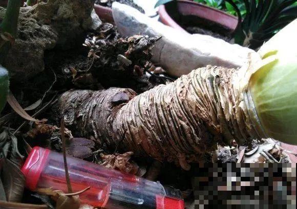 30年的君子兰,长出粗壮大老桩,砍还是不砍? 30年的君子兰,长出粗壮大老桩,砍还是不砍?