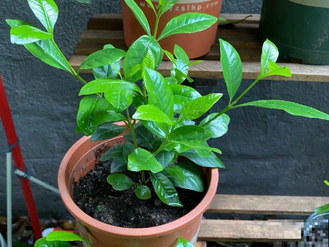 7月出梅，7月入伏，这些花赶紧收拾了！