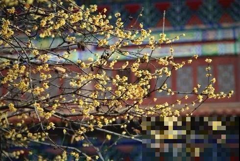 中国8大古树，历经千年不倒，最老一棵4000岁！