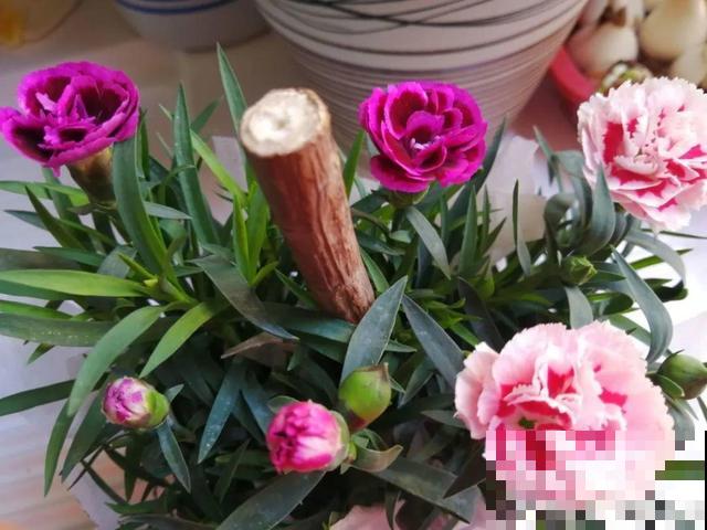 活的“香水花”，开一朵，家里香气飘飘！