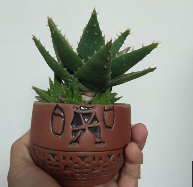 花盆买不起，自己动手做，好看又实用！